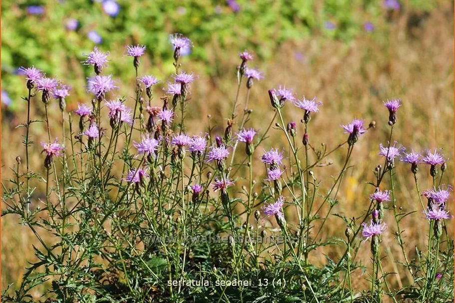 Serratula seoanei
