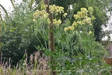 Thalictrum flavum 'Tukker Princess'®
