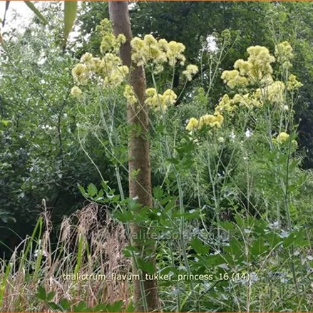 Thalictrum flavum 'Tukker Princess'®