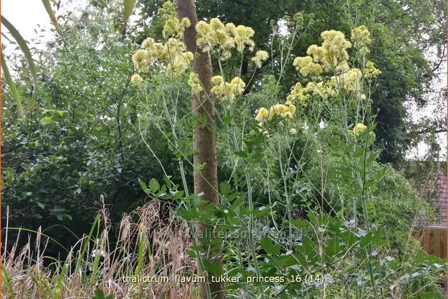 Thalictrum flavum 'Tukker Princess'®