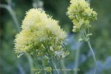 Thalictrum flavum 'Tukker Princess'®