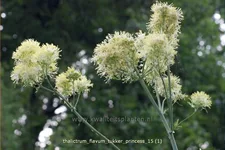 Thalictrum flavum 'Tukker Princess'®
