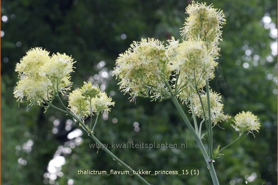 Thalictrum flavum 'Tukker Princess'®