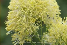 Thalictrum flavum 'Tukker Princess'®