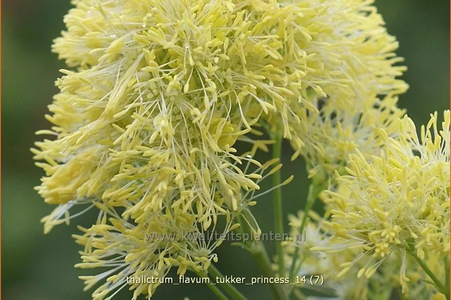 Thalictrum flavum 'Tukker Princess'®