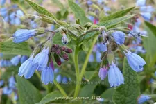 Symphytum azureum