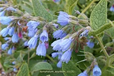 Symphytum azureum