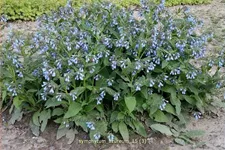 Symphytum azureum