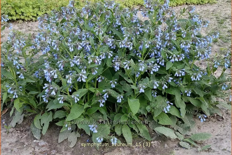 Symphytum azureum