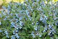 Symphytum azureum