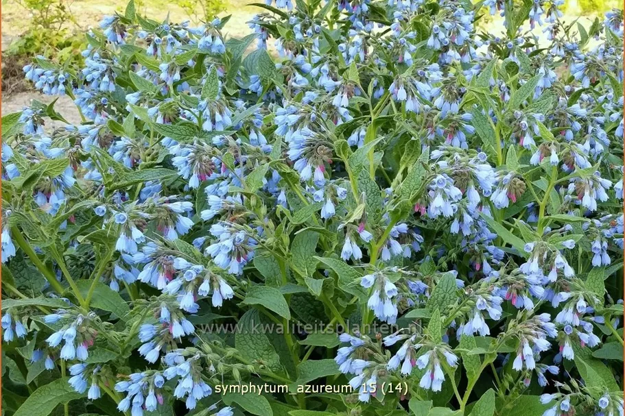 Symphytum azureum