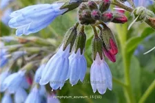 Symphytum azureum