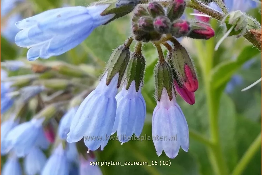 Symphytum azureum