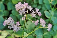 Thalictrum ichangense 'Purple Marble'