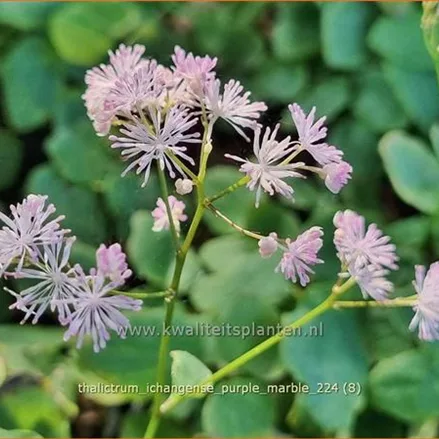 Thalictrum ichangense 'Purple Marble'