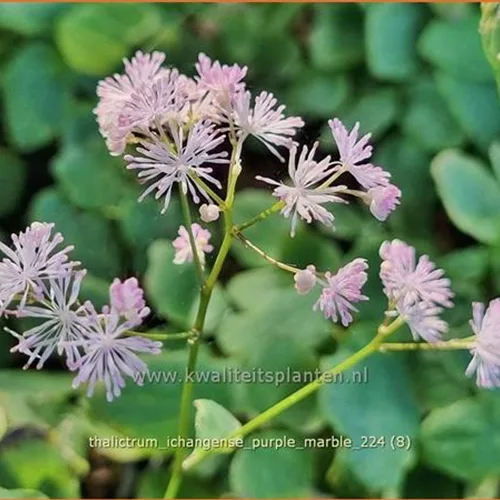 Thalictrum ichangense 'Purple Marble'