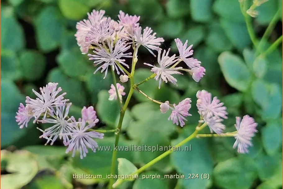 Thalictrum ichangense 'Purple Marble'