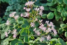 Thalictrum ichangense 'Purple Marble'