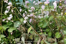 Thalictrum ichangense 'Purple Marble'