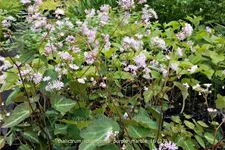 Thalictrum ichangense 'Purple Marble'