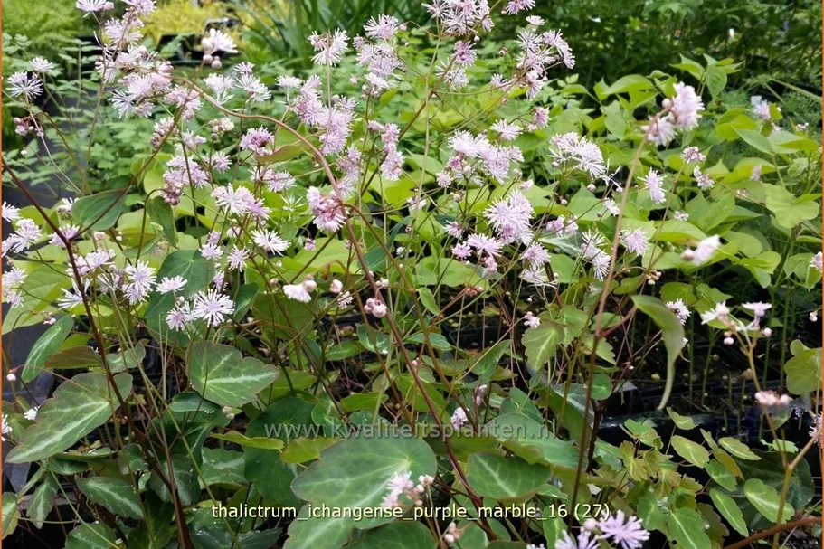 Thalictrum ichangense 'Purple Marble'