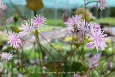 Thalictrum ichangense 'Purple Marble'