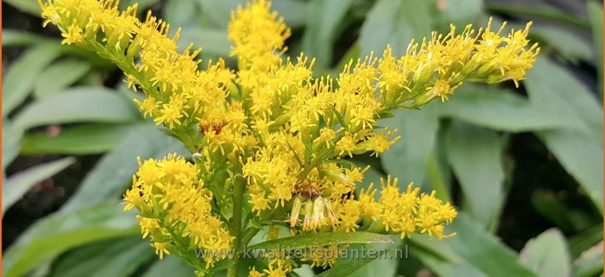 Solidago virgaurea 'Praecox'
