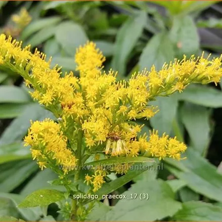 Solidago virgaurea 'Praecox'