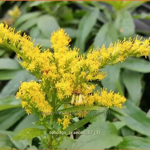 Solidago virgaurea 'Praecox'