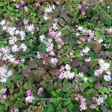 Thalictrum kiusianum