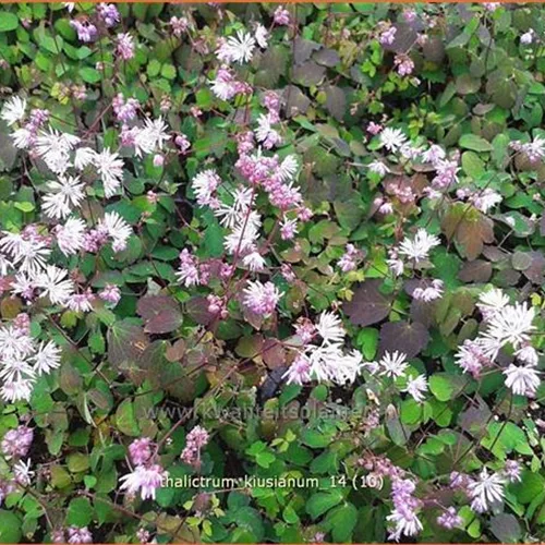 Thalictrum kiusianum