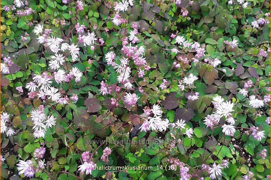 Thalictrum kiusianum