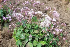 Thalictrum kiusianum