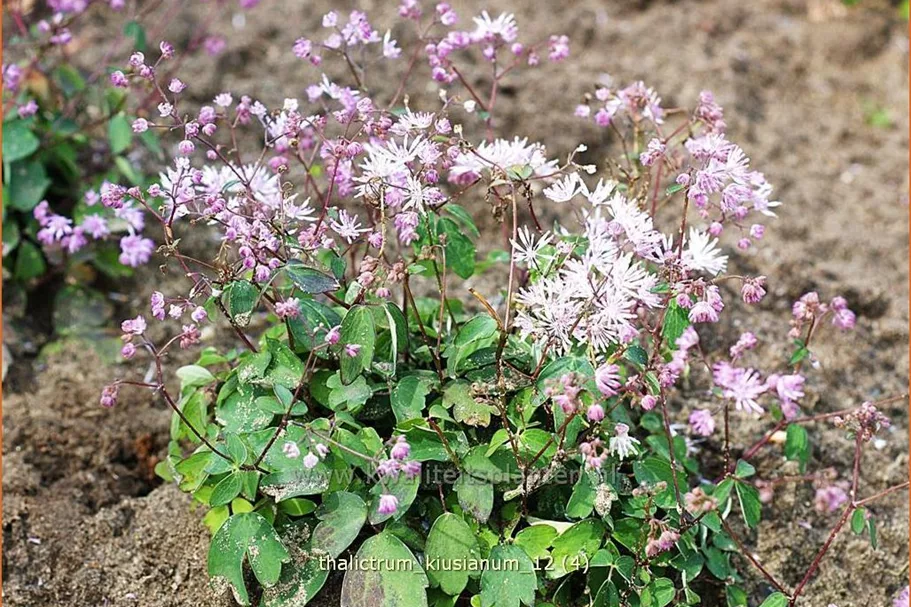 Thalictrum kiusianum