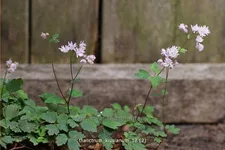 Thalictrum kiusianum