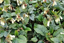 Symphytum grandiflorum