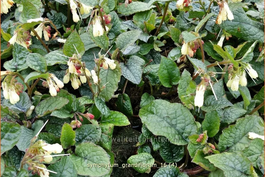 Symphytum grandiflorum