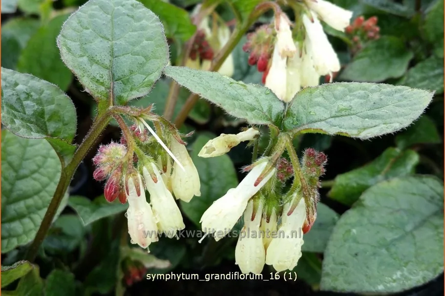 Symphytum grandiflorum