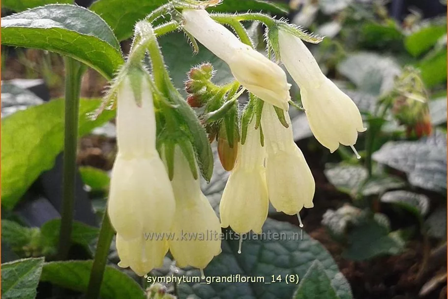 Symphytum grandiflorum