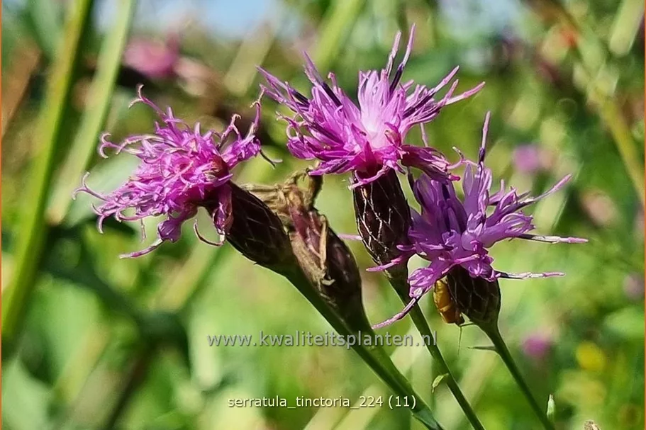 Serratula tinctoria