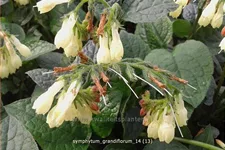 Symphytum grandiflorum