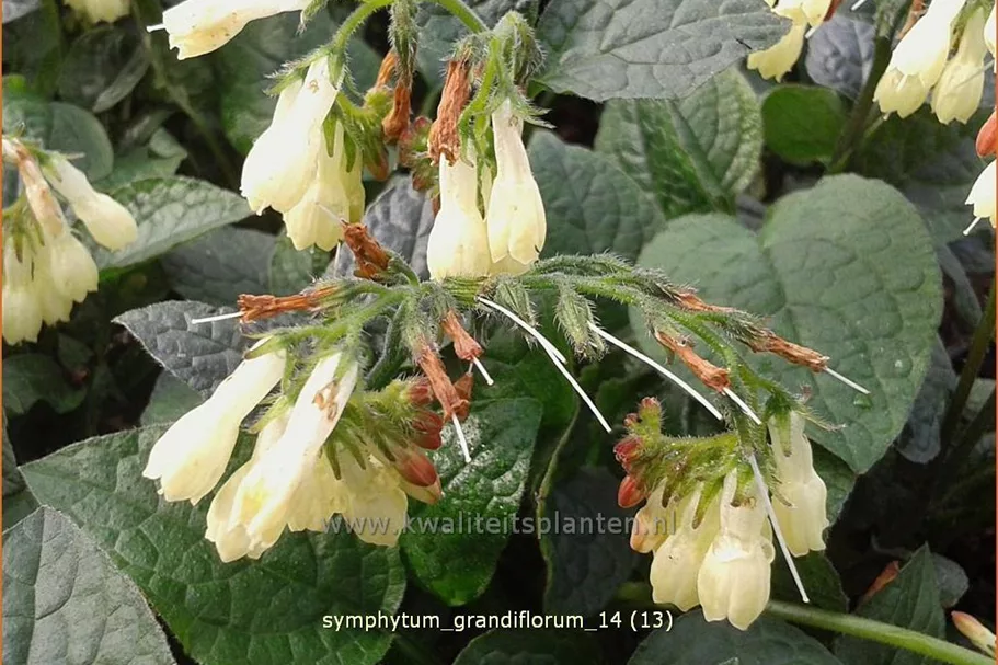 Symphytum grandiflorum