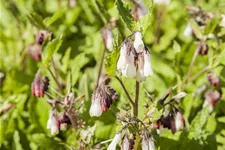 Symphytum grandiflorum