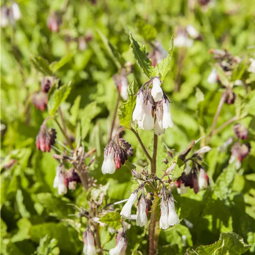 Symphytum grandiflorum