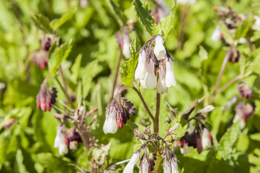 Symphytum grandiflorum