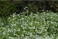 Symphytum grandiflorum