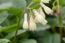 Symphytum grandiflorum