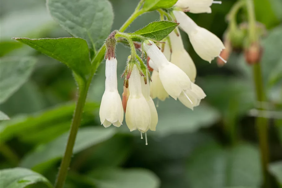 Symphytum grandiflorum