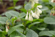 Symphytum grandiflorum
