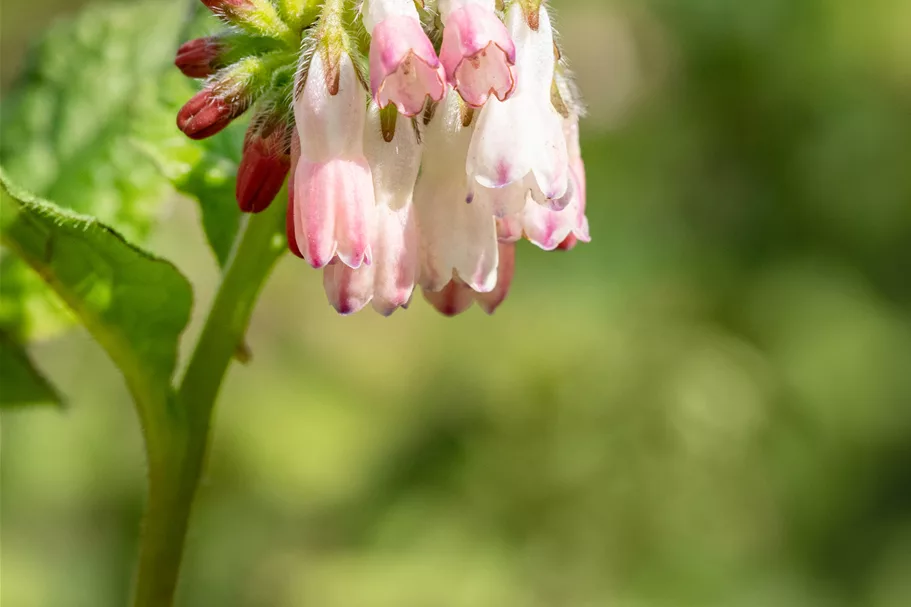 Symphytum grandiflorum